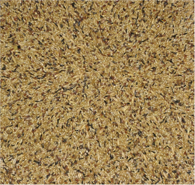 Penn Seed Canaries (Color & Type), 625 g (1.4 lbs) Small Zip Bag